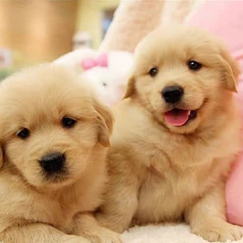 犬舍直销批发价格出售金毛巡回猎犬